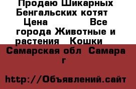 Продаю Шикарных Бенгальских котят › Цена ­ 17 000 - Все города Животные и растения » Кошки   . Самарская обл.,Самара г.